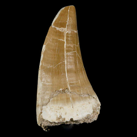 XXL 2.7" Tylosaurus Mosasaur Fossil Tooth Cretaceous Dinosaur Era COA, Stand - Fossil Age Minerals