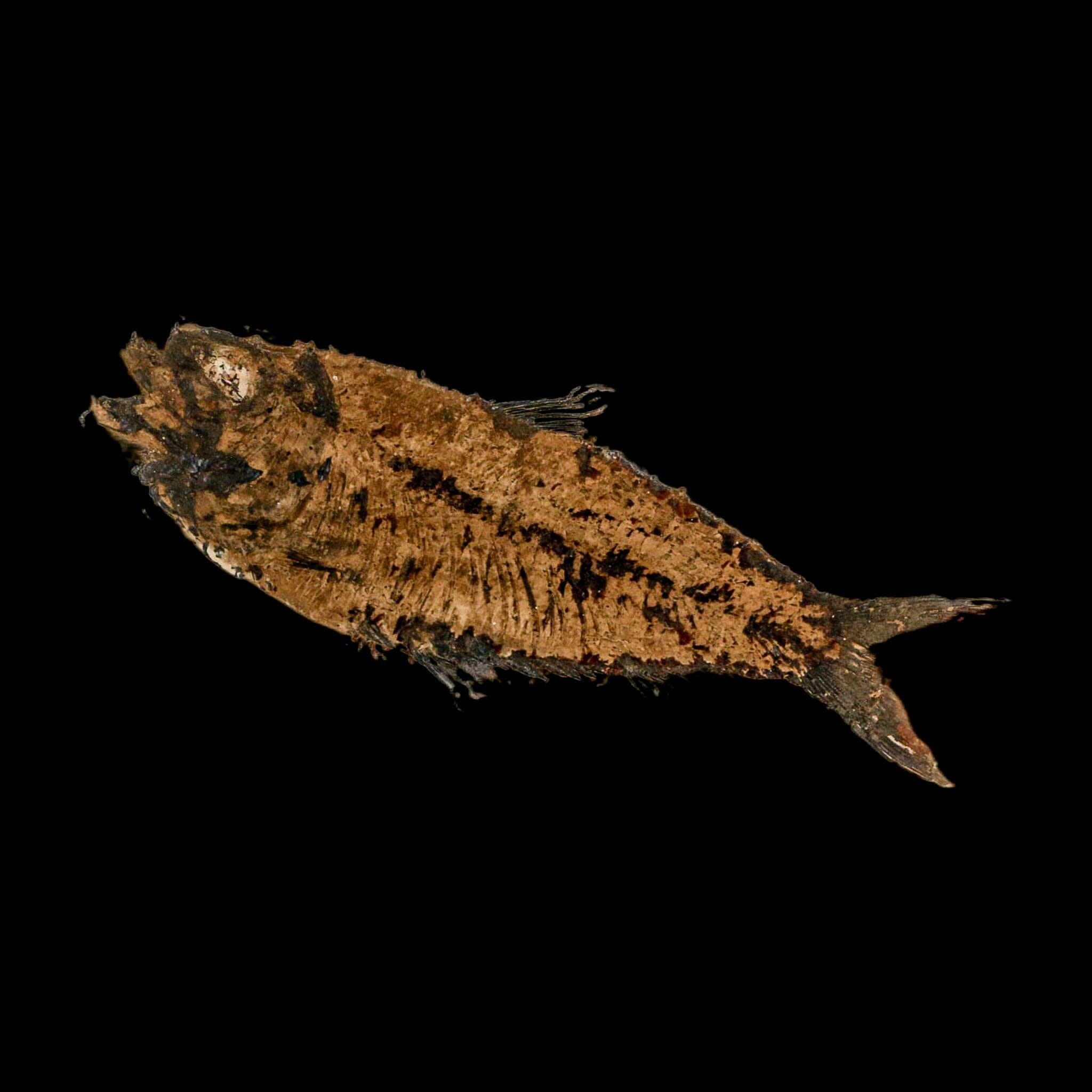 XXL 5.3" Knightia Eocaena Fossil Fish Green River FM WY Eocene Age COA And Stand - Fossil Age Minerals