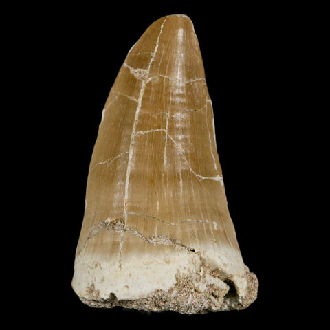 XXL 2.7" Tylosaurus Mosasaur Fossil Tooth Cretaceous Dinosaur Era COA, Stand - Fossil Age Minerals