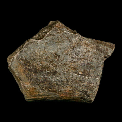 1.7" Edmontosaurus Fossil Rib Bone Lance Creek FM Cretaceous Dinosaur WY COA - Fossil Age Minerals