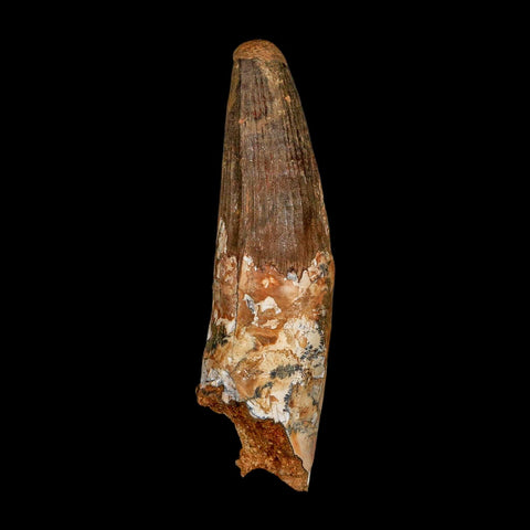 XXL 4.3" Spinosaurus Fossil Tooth 100 Million Years Old Cretaceous Dinosaur COA