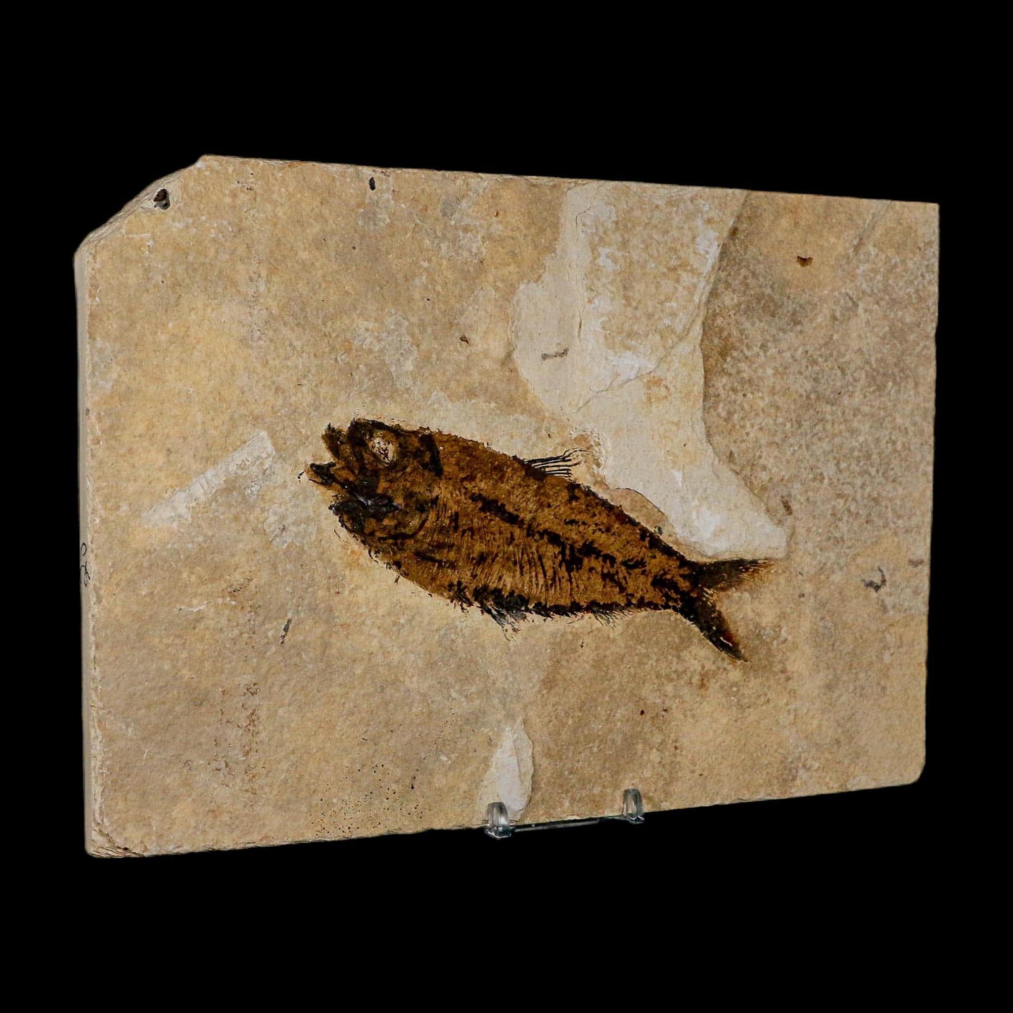 XXL 5.3" Knightia Eocaena Fossil Fish Green River FM WY Eocene Age COA And Stand - Fossil Age Minerals