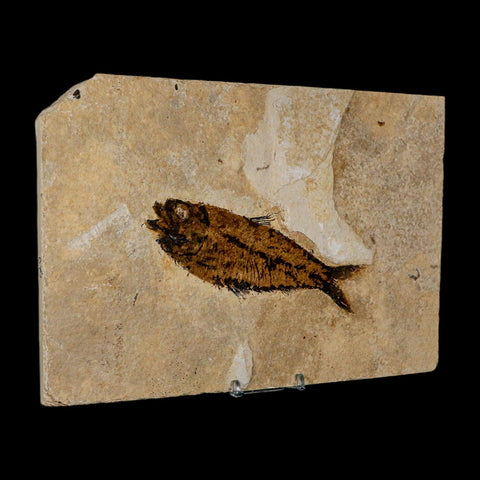 XXL 5.3" Knightia Eocaena Fossil Fish Green River FM WY Eocene Age COA And Stand