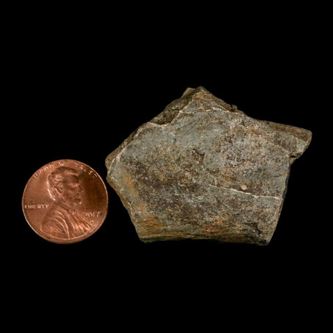 1.7" Edmontosaurus Fossil Rib Bone Lance Creek FM Cretaceous Dinosaur WY COA - Fossil Age Minerals