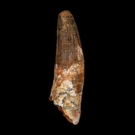 XXL 4.3" Spinosaurus Fossil Tooth 100 Million Years Old Cretaceous Dinosaur COA