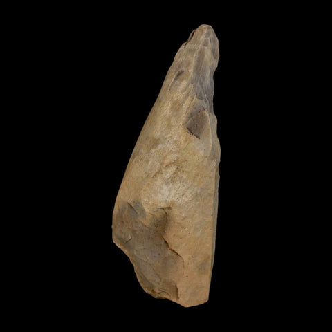 2" Tyrannosaurus Rex Fossil Bone Dinosaur Lance Creek Formation Wyoming COA - Fossil Age Minerals