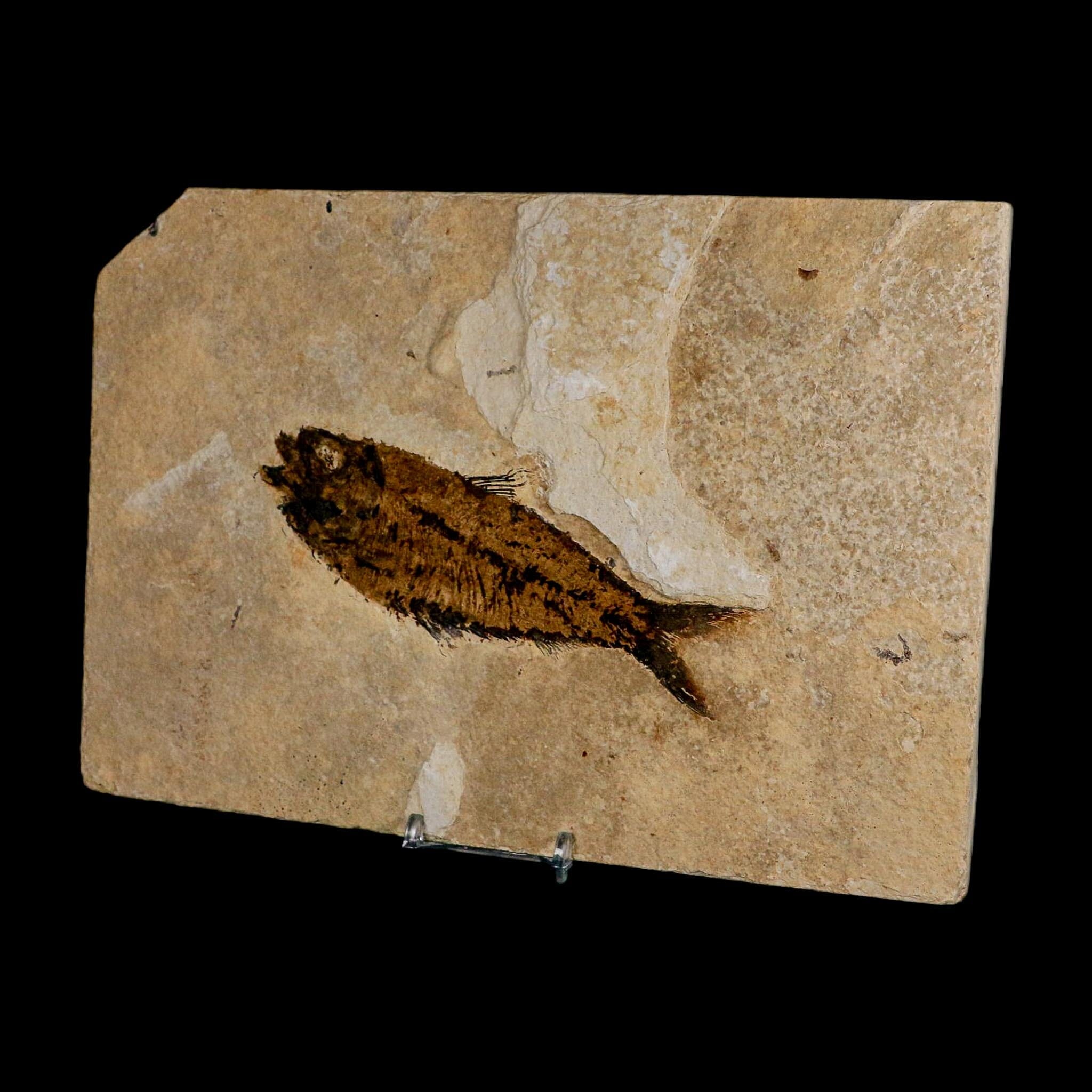 XXL 5.3" Knightia Eocaena Fossil Fish Green River FM WY Eocene Age COA And Stand - Fossil Age Minerals