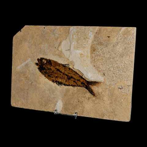 XXL 5.3" Knightia Eocaena Fossil Fish Green River FM WY Eocene Age COA And Stand