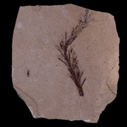 2.2" Detailed Fossil Plant Leafs Metasequoia Dawn Redwood Oligocene Age MT COA