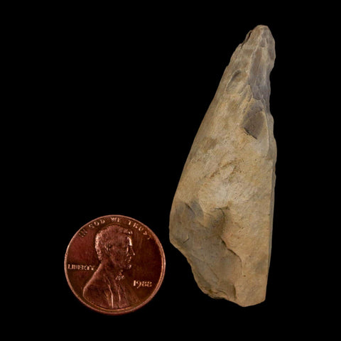 2" Tyrannosaurus Rex Fossil Bone Dinosaur Lance Creek Formation Wyoming COA - Fossil Age Minerals