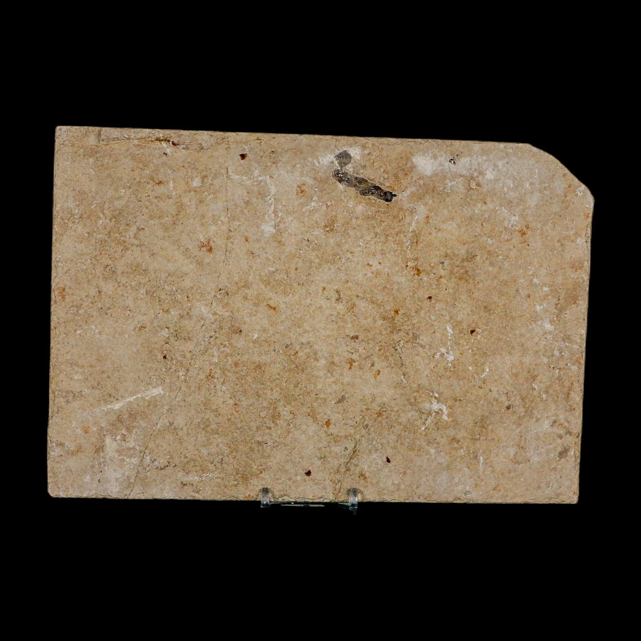 XXL 5.3" Knightia Eocaena Fossil Fish Green River FM WY Eocene Age COA And Stand - Fossil Age Minerals