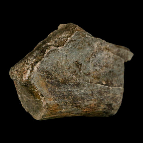 1.7" Edmontosaurus Fossil Rib Bone Lance Creek FM Cretaceous Dinosaur WY COA - Fossil Age Minerals