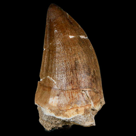 XXL 2.6" Mosasaur Prognathodon Fossil Tooth Cretaceous Dinosaur Era COA & Stand