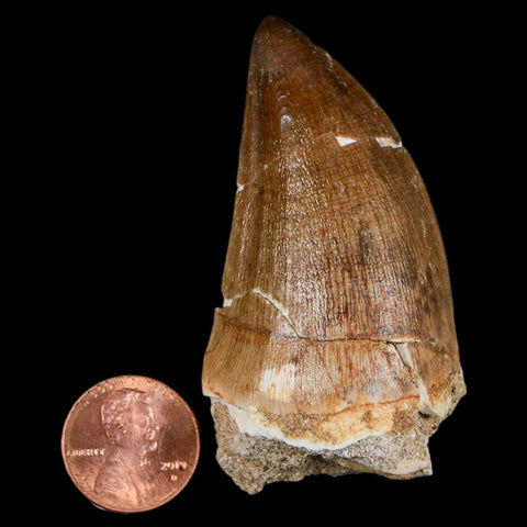 XXL 2.6" Mosasaur Prognathodon Fossil Tooth Cretaceous Dinosaur Era COA & Stand - Fossil Age Minerals