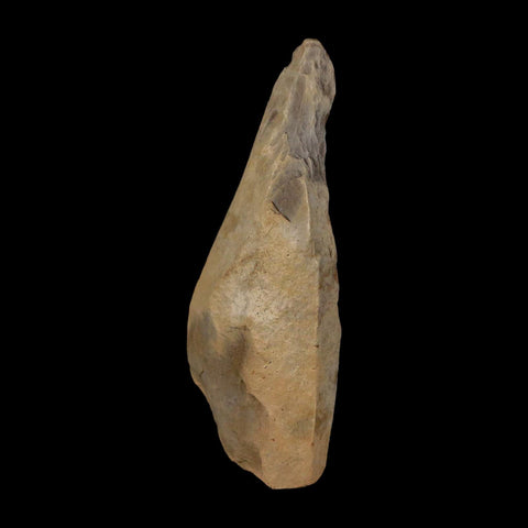 2" Tyrannosaurus Rex Fossil Bone Dinosaur Lance Creek Formation Wyoming COA - Fossil Age Minerals