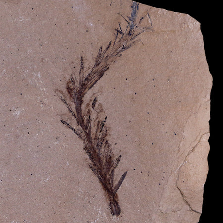 2.2" Detailed Fossil Plant Leafs Metasequoia Dawn Redwood Oligocene Age MT COA