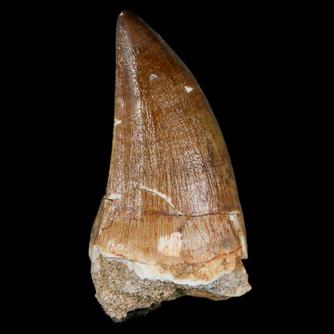 XXL 2.6" Mosasaur Prognathodon Fossil Tooth Cretaceous Dinosaur Era COA & Stand - Fossil Age Minerals