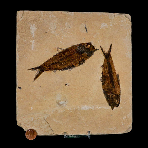 2 Two Knightia Eocaena Fossil Fish Green River FM Wyoming Eocene Age COA And Stand