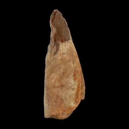 2" Tyrannosaurus Rex Fossil Bone Dinosaur Lance Creek Formation Wyoming COA