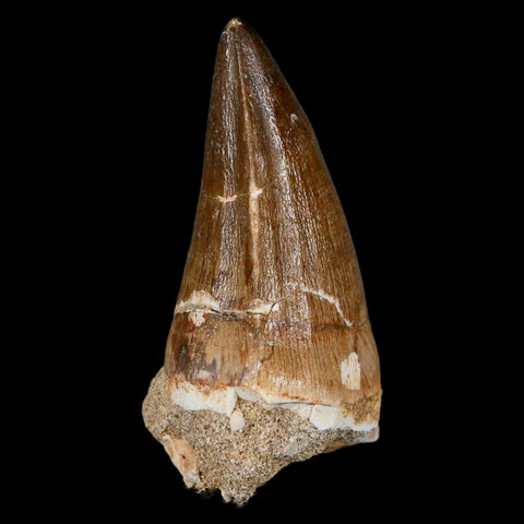 XXL 2.6" Mosasaur Prognathodon Fossil Tooth Cretaceous Dinosaur Era COA & Stand - Fossil Age Minerals