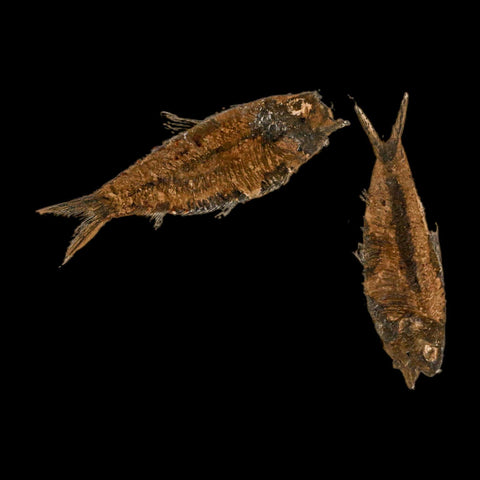 2 Two Knightia Eocaena Fossil Fish Green River FM Wyoming Eocene Age COA And Stand