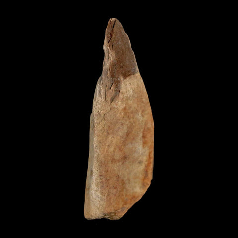 2" Tyrannosaurus Rex Fossil Bone Dinosaur Lance Creek Formation Wyoming COA - Fossil Age Minerals