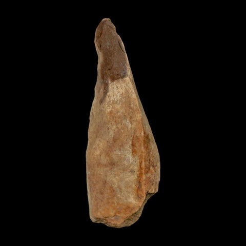 2" Tyrannosaurus Rex Fossil Bone Dinosaur Lance Creek Formation Wyoming COA - Fossil Age Minerals