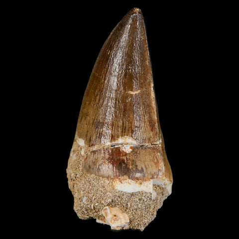 XXL 2.6" Mosasaur Prognathodon Fossil Tooth Cretaceous Dinosaur Era COA & Stand - Fossil Age Minerals
