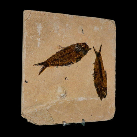 2 Two Knightia Eocaena Fossil Fish Green River FM Wyoming Eocene Age COA And Stand