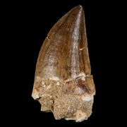 XXL 2.6" Mosasaur Prognathodon Fossil Tooth Cretaceous Dinosaur Era COA & Stand