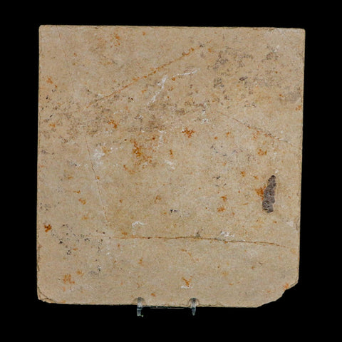 2 Two Knightia Eocaena Fossil Fish Green River FM Wyoming Eocene Age COA And Stand