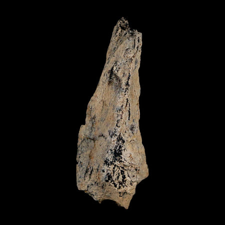 2.1" Tyrannosaurus Rex Fossil Bone Dinosaur Lance Creek Formation Wyoming COA