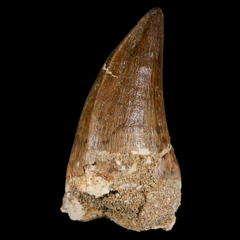 XXL 2.6" Mosasaur Prognathodon Fossil Tooth Cretaceous Dinosaur Era COA & Stand - Fossil Age Minerals