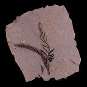 1.7" Detailed Fossil Plant Leafs Metasequoia Dawn Redwood Oligocene Age MT COA