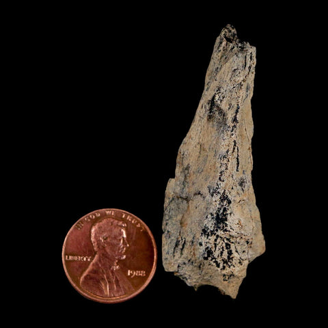 2.1" Tyrannosaurus Rex Fossil Bone Dinosaur Lance Creek Formation Wyoming COA - Fossil Age Minerals