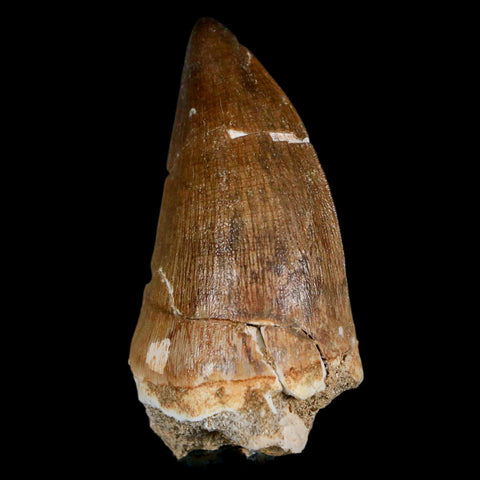 XXL 2.6" Mosasaur Prognathodon Fossil Tooth Cretaceous Dinosaur Era COA & Stand - Fossil Age Minerals