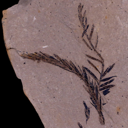 1.7" Detailed Fossil Plant Leafs Metasequoia Dawn Redwood Oligocene Age MT COA