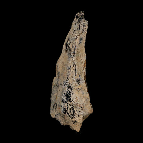 2.1" Tyrannosaurus Rex Fossil Bone Dinosaur Lance Creek Formation Wyoming COA - Fossil Age Minerals