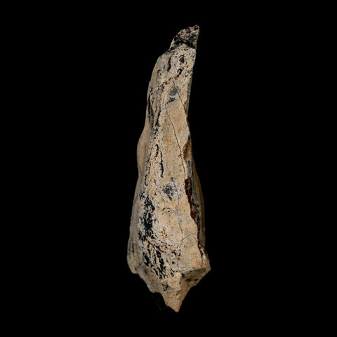 2.1" Tyrannosaurus Rex Fossil Bone Dinosaur Lance Creek Formation Wyoming COA - Fossil Age Minerals