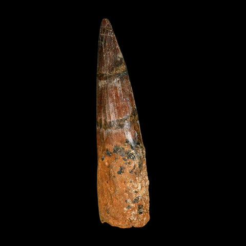 XL 3.9" Spinosaurus Fossil Tooth 100 Million Years Old Cretaceous Dinosaur COA