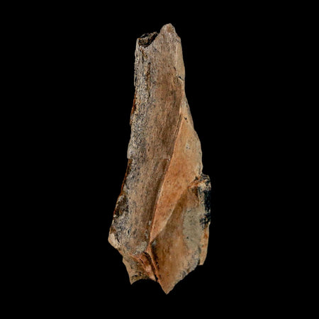 2.1" Tyrannosaurus Rex Fossil Bone Dinosaur Lance Creek Formation Wyoming COA