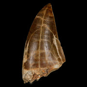 XXL 2.8" Mosasaur Prognathodon Fossil Tooth Cretaceous Dinosaur Era COA & Stand