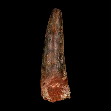 XXL 4" Spinosaurus Fossil Tooth 100 Million Years Old Cretaceous Dinosaur COA