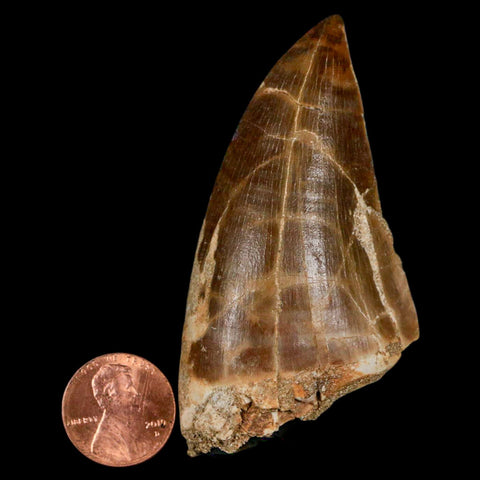 XXL 2.8" Mosasaur Prognathodon Fossil Tooth Cretaceous Dinosaur Era COA & Stand - Fossil Age Minerals
