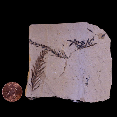 2" Detailed Fossil Plant Leafs Metasequoia Dawn Redwood Oligocene Age MT COA - Fossil Age Minerals
