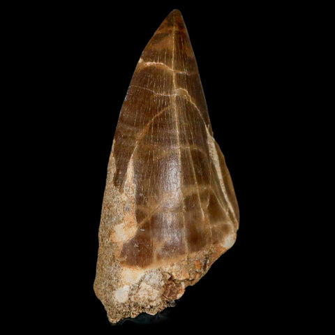 XXL 2.8" Mosasaur Prognathodon Fossil Tooth Cretaceous Dinosaur Era COA & Stand - Fossil Age Minerals