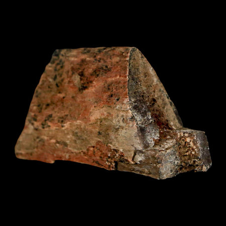 2.1" Triceratops Fossil Rib Bone Lance Creek FM Cretaceous Dinosaur Wyoming COA