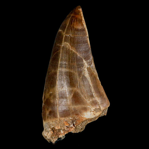 XXL 2.8" Mosasaur Prognathodon Fossil Tooth Cretaceous Dinosaur Era COA & Stand - Fossil Age Minerals
