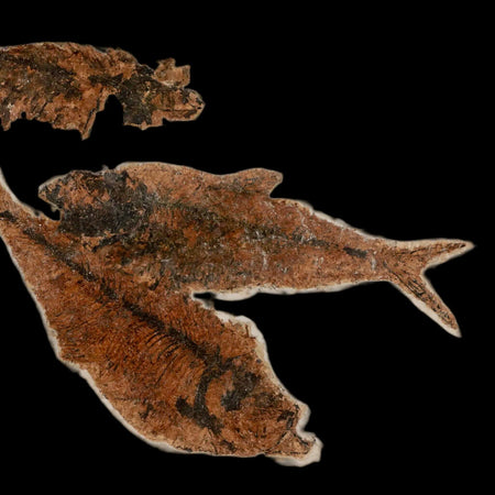Two 2 Diplomystus Dentatus Fossil Fish Green River FM WY Eocene Age COA, Stand