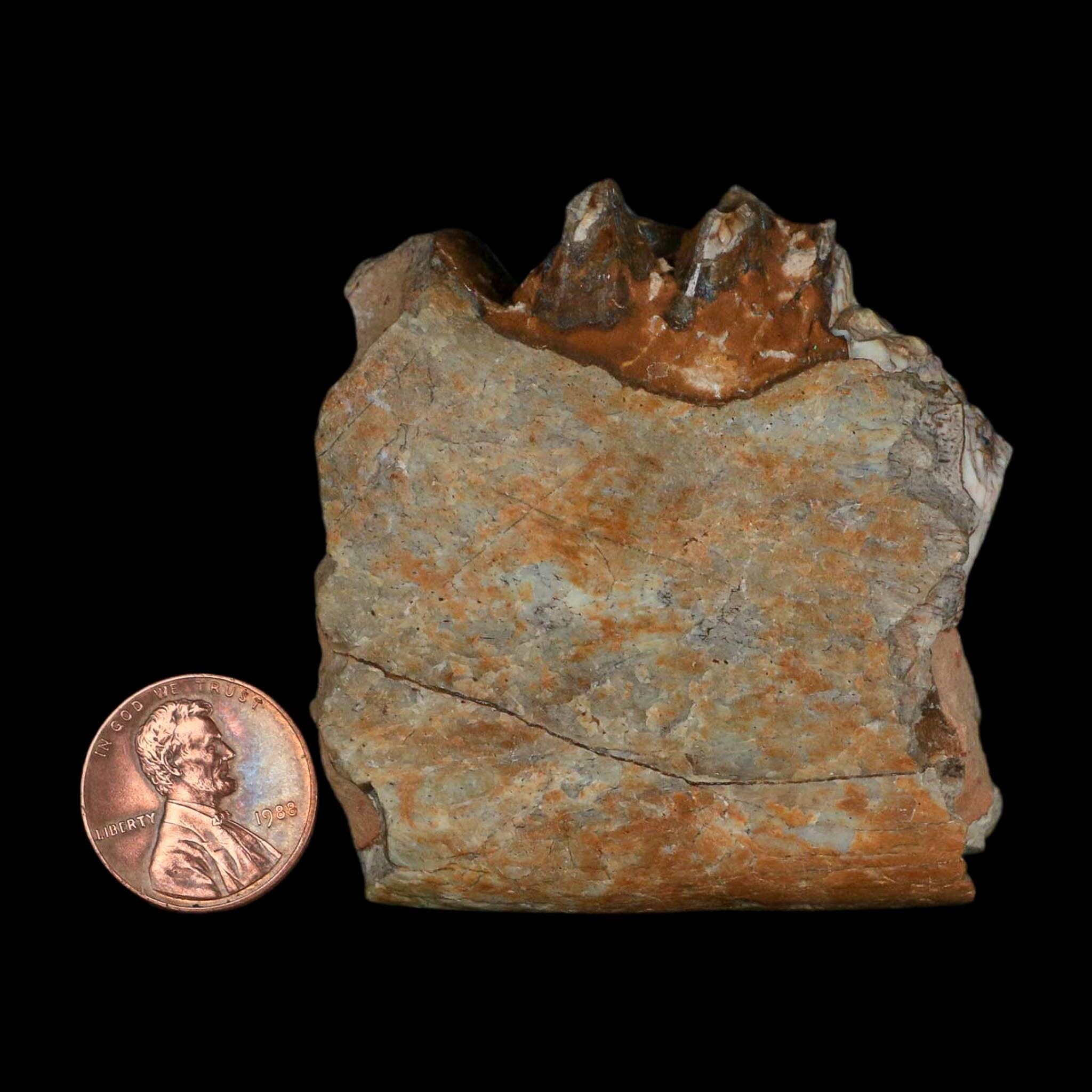 0.7" Running Rhino Hyracodon Nebrascensis Fossil Jaw Section Tooth SD Badlands COA - Fossil Age Minerals